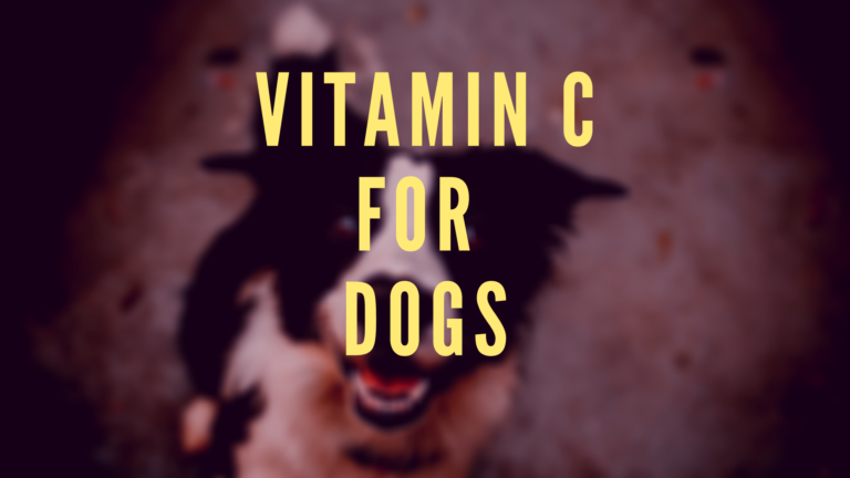 Is Vitamin C Good for Dogs?
