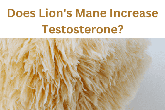 Does Lion's Mane Increase Testosterone?